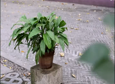 金像獎-新星獎-廣東輕工職業技術學院藝術設計學院\《把愛獻給需要的人》《溫暖與冷漠》