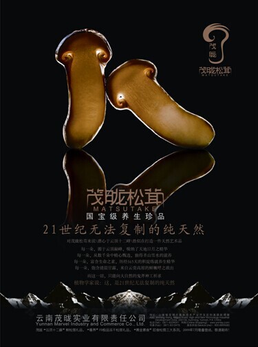 凱納策劃助力茂昽松茸：打造舌尖上的奢侈品