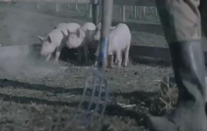 2015釜山國際廣告節作品Sunlight Pig