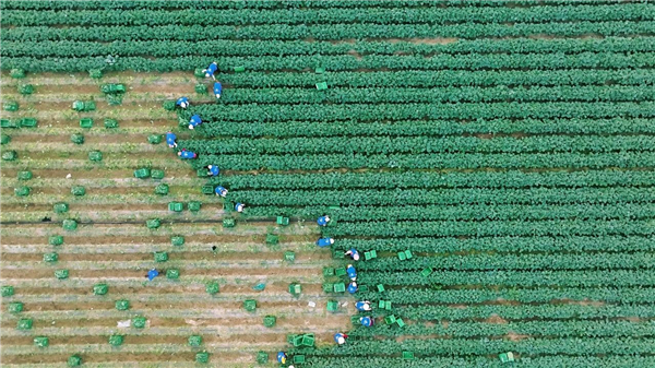 1749090925402998.jpg 2瑞幸首次入局果蔬茶.jpg