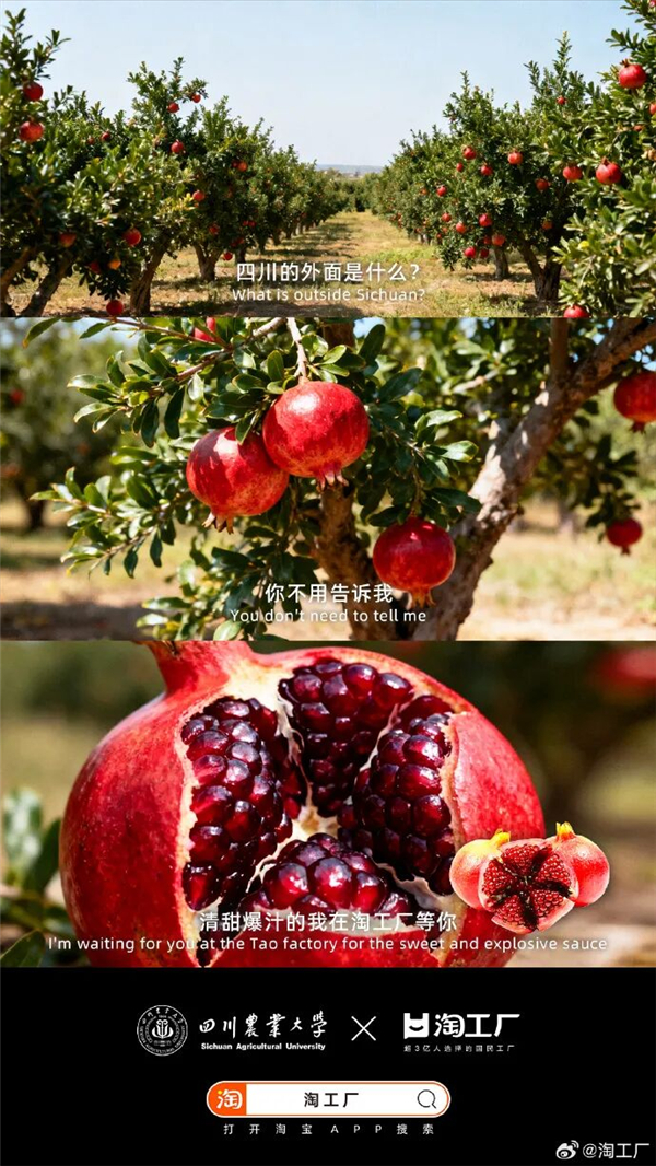 1763016113896529.jpg 11.jpg