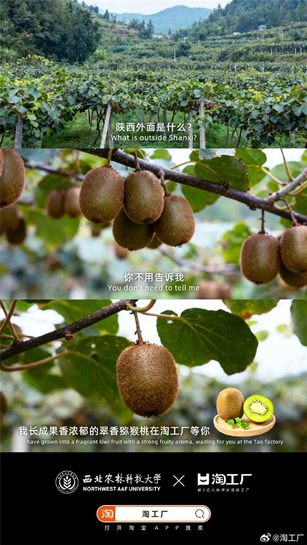 1763016137477959.jpg 13.jpg