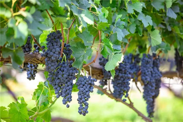 1763538495746240.jpg 7.jpg