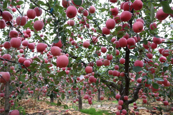 1763627613588914.jpg 4.jpg