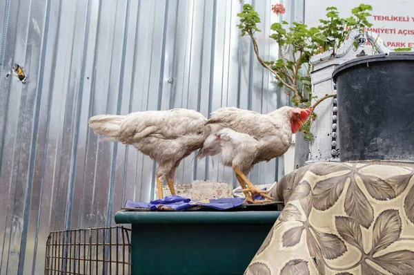 1765780769706452.png 1.png