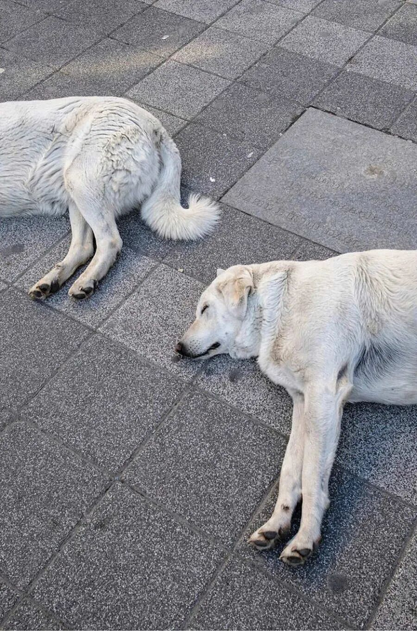 1765780951166691.png 9.png