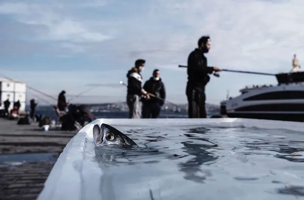 1765780963472502.png 12.png