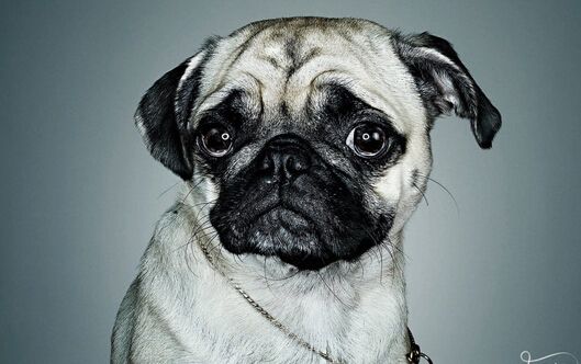 廣告狗最害怕的甲方是怎樣的？