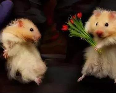 甲方忽悠廣告狗的最強情話盤點