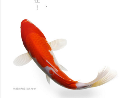 2017第二十六屆時(shí)報(bào)金犢獎(jiǎng)獲獎(jiǎng)作品-十大青年設(shè)計(jì)師獎(jiǎng)獲獎(jiǎng)作品\CY1-2017-100