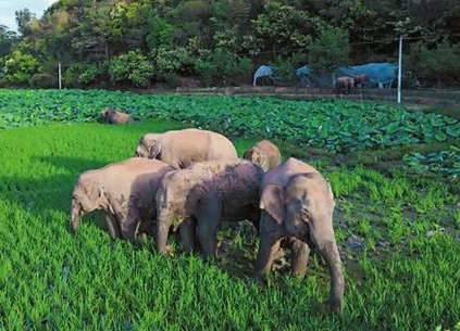 大象成為這個月中國最佳代言“人”
